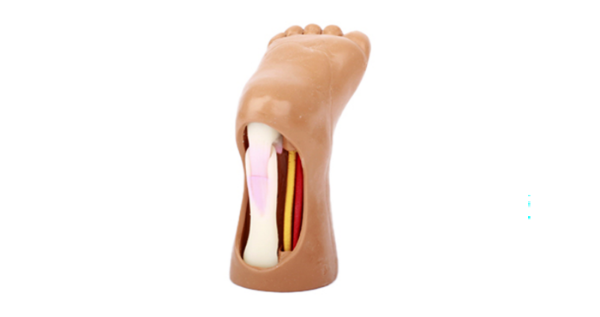 Tenotomy Model